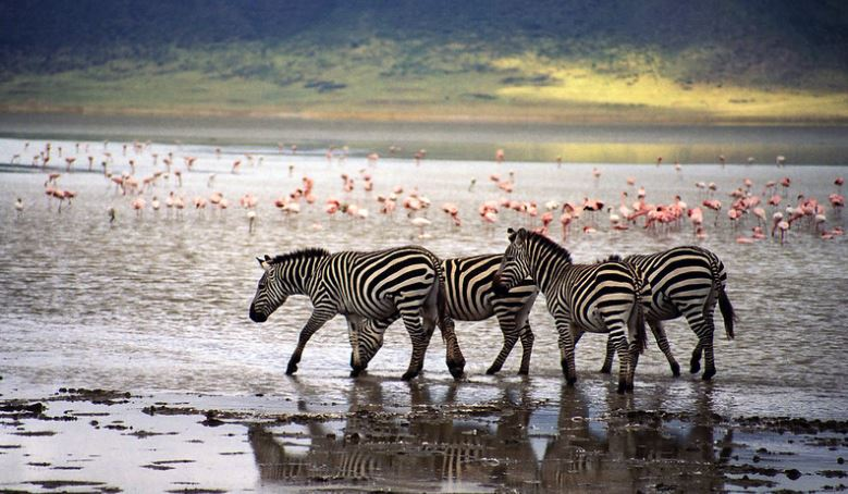 Zebras